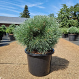 KONIMG:A9F2E05E26B3