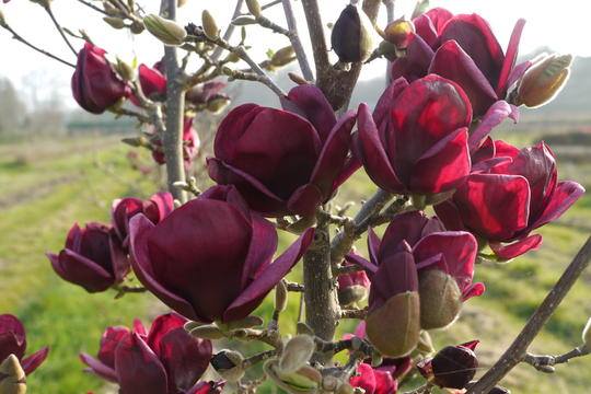 Magnolie Genie - Magnolia Genie