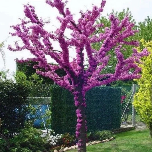 Arborele Lui Iuda American - Cercis Canadensis