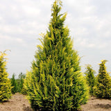 Chiparos Lawson Ivonne - Chamaecyparis Lawsoniana Ivonne