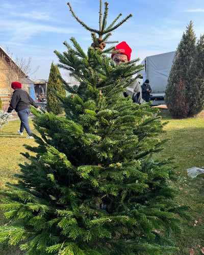 Brad natural tăiat Calitate Standard sau Premium