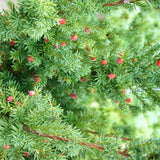 Tis Hicksii - Taxus Media Hicksii