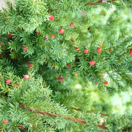 Tis Hicksii - Taxus Media Hicksii