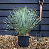 Yucca Albastră - Yucca Rostrata BLUE and BLUE
