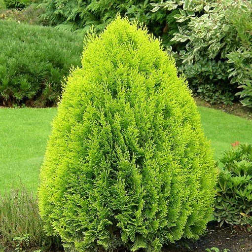 Tuia Orientală Aurea Nana - Thuja Orientalis Aurea Nana