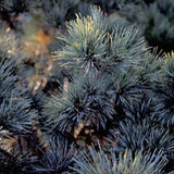 Pin verde-albastru ace moi, compact - Pinus Strobus Radiata