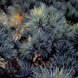 Pin verde-albastru ace moi, compact - Pinus Strobus Radiata