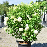 Hydrangea pan. 'Limelight' Spec