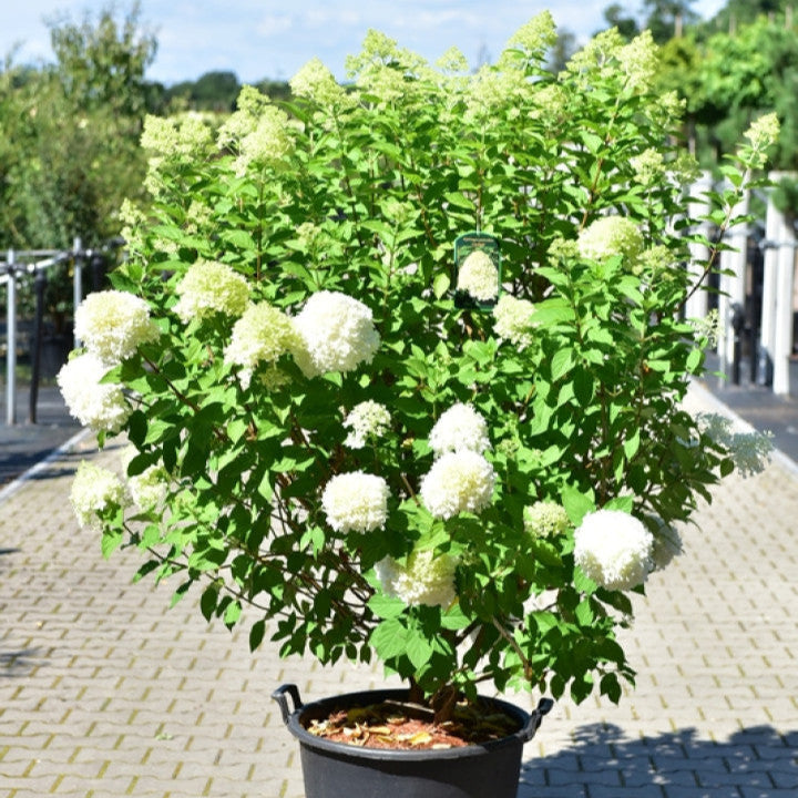 Hydrangea pan. 'Limelight' Spec