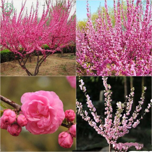 Prunus Triloba - Livrare 1-15 Martie