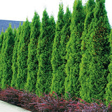 Tuia Smaragd - Thuja occidentalis Smaragd Balot