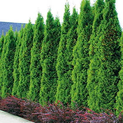 Tuia Lumanare - Thuja occidentalis Smaragd Balot