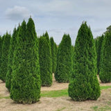 Tuia Smaragd - Thuja occidentalis Smaragd Balot