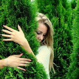 Tuia Smaragd - Thuja occidentalis Smaragd Balot