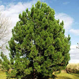 Pin Negru - Pinus Nigra Nigra