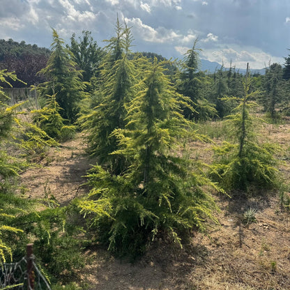 Cedrus Deodara  'Kelly' Premium (Precomanda - Poze Reale)