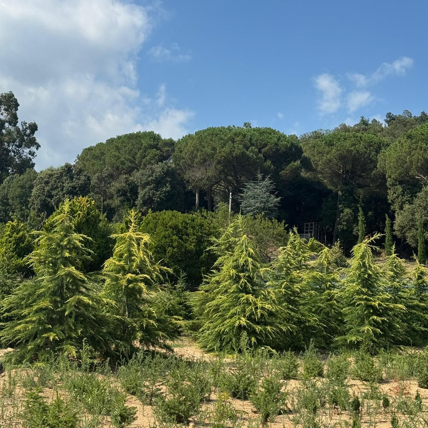 Cedrus Deodara  'Kelly' Premium (Precomanda - Poze Reale)