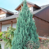 Chiparos Lawson Glauca - Chamaecyparis Lawsoniana Columnaris Glauca