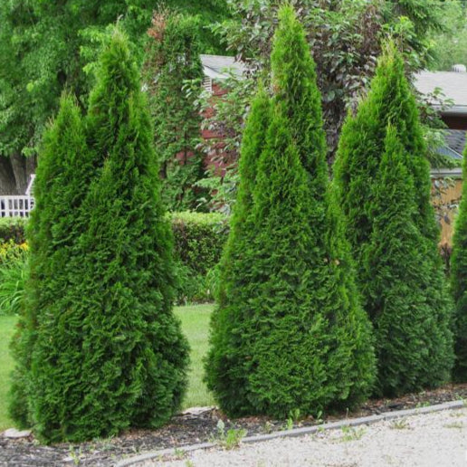 Tuia Smaragd - Thuja Occidentalis Smaragd