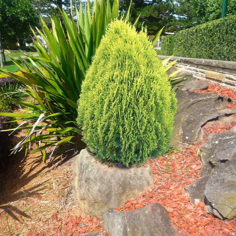Tuia Orientală Aurea Nana - Thuja Orientalis Aurea Nana