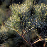 Pin verde-albastru ace moi, compact - Pinus Strobus Radiata