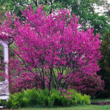 Arborele Lui Iuda American - Cercis Canadensis