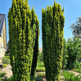 Tisă David - Taxus Baccata David