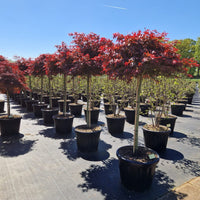 Acer palm. 'Rhode Island Red' – imaginea 1