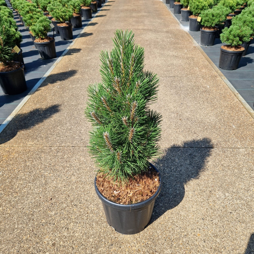 KONIMG:C660B1FEC2E7