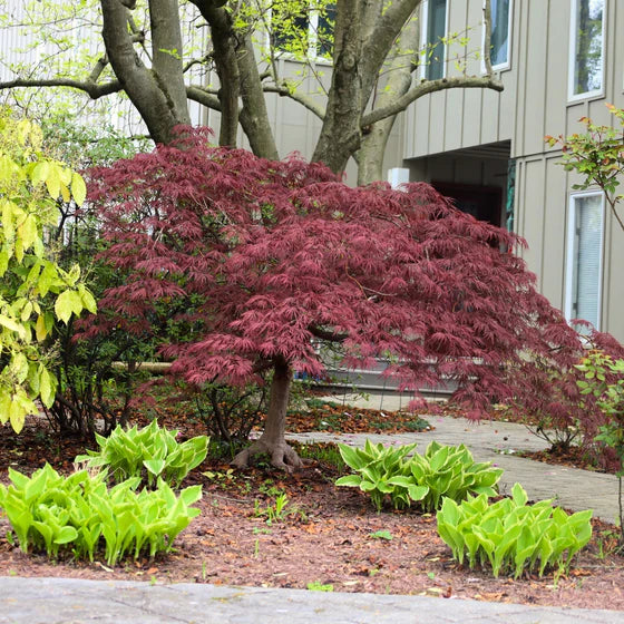 Acer pal. 'Tamukeyama'