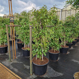 KONIMG:E30A5FC2EEEC