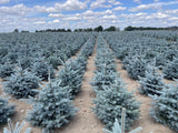 Argintiu Super Blue  - Picea Pungens Glauca Super Blue
