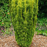 Tisă David - Taxus Baccata David