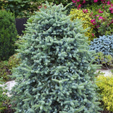 Brad Spaniol Albastru - Abies Pinsapo Glauca