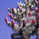 Molid Argintiu Hoopsii - Picea Pungens Hoopsii