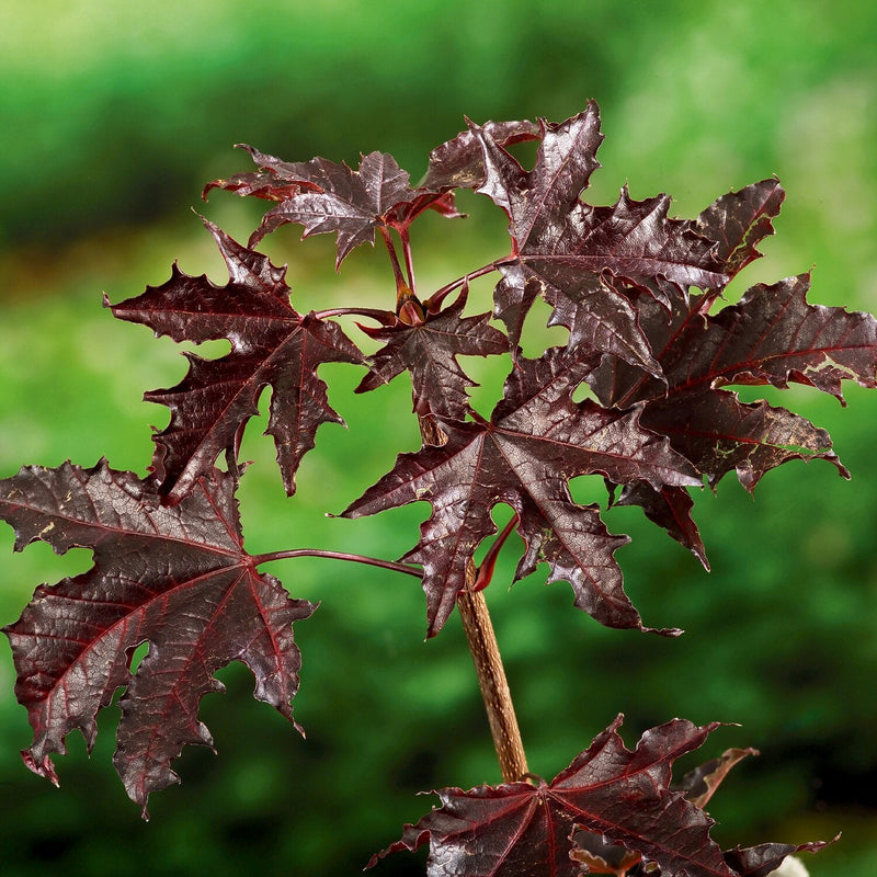 Arțar Crimson Sentry - Acer Plat. 'Crimson Sentry' - Pe Picior