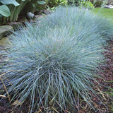 Iarbă Albastră Elijah Blue - Festuca Glauca Elijah Blue