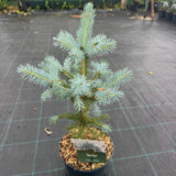 Molid Super Blue - Picea Pungens Glauca Super Blue -