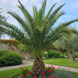 Phoenix canariensis – Palmier de Canare