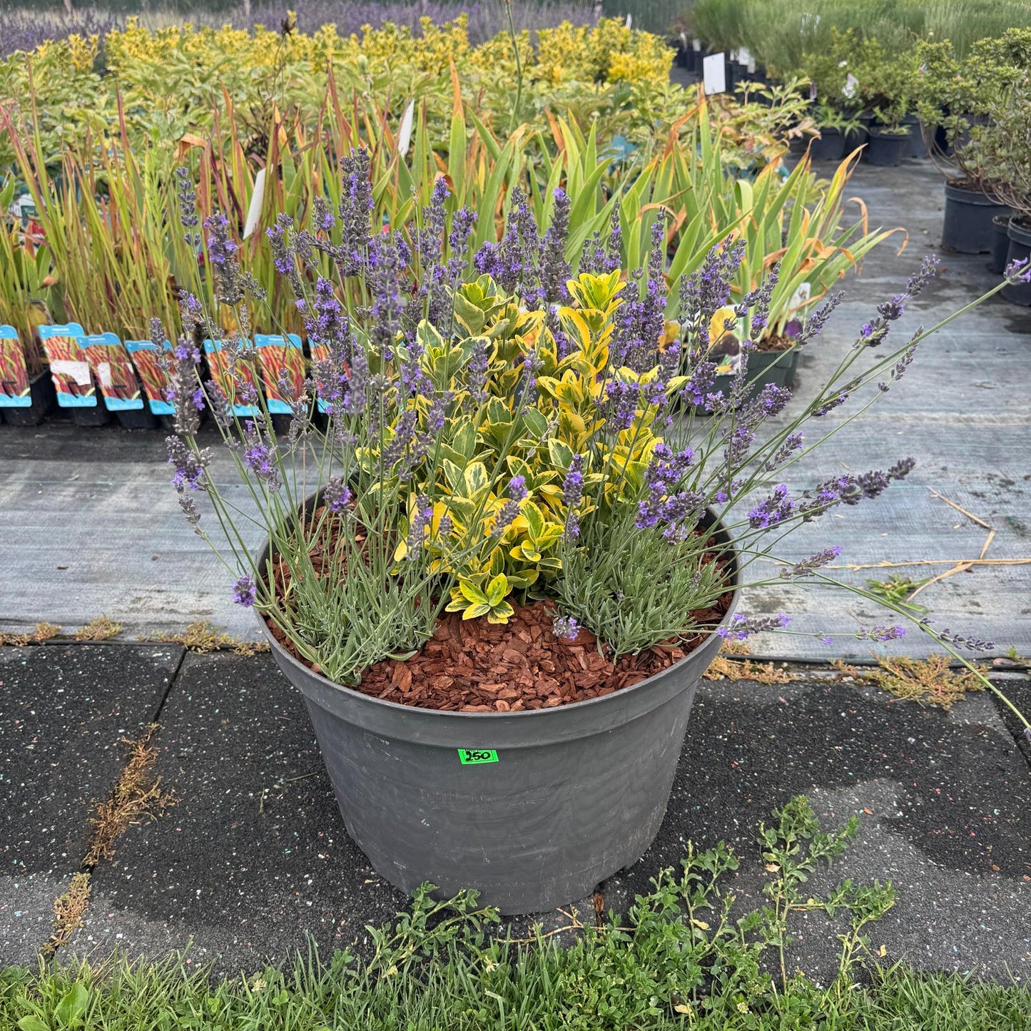 Buchet nr 5