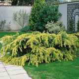 Cedru Auriu Golden Horizon - Cedrus Deodara Golden Horizon