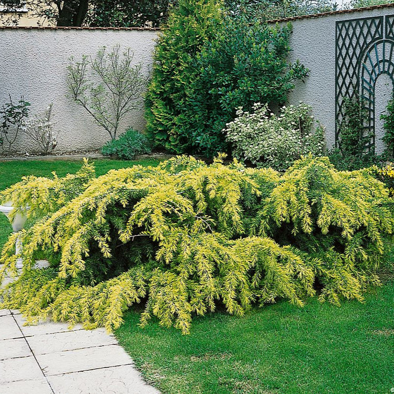 Cedru Auriu Golden Horizon - Cedrus Deodara Golden Horizon