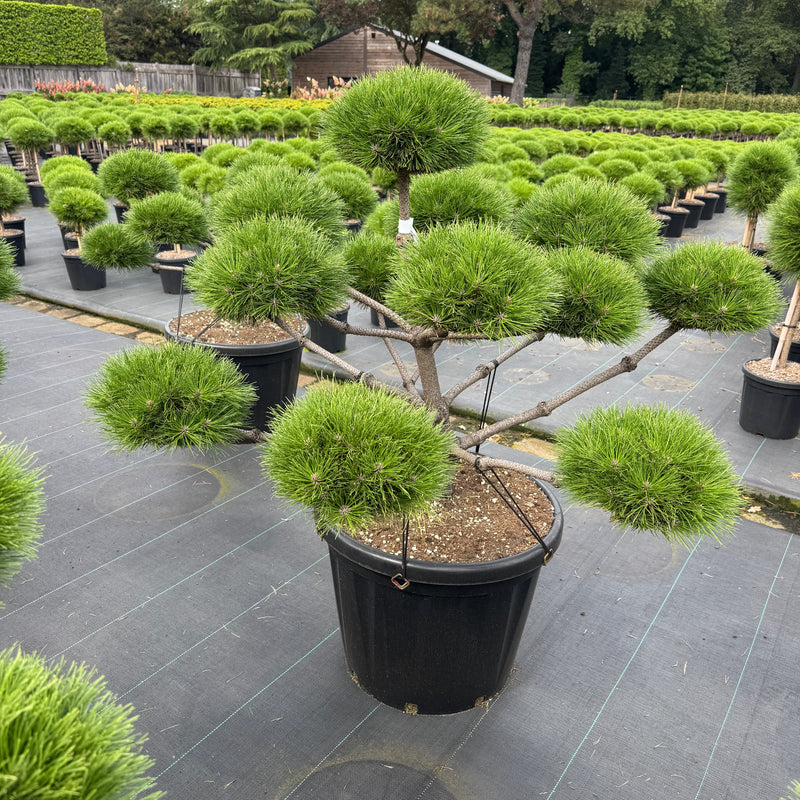 Bonsai Pinus nigra 'Brepo'® - Poza Reala