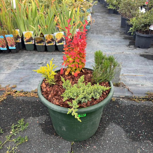 Buchet nr 7