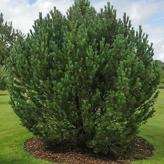 Pin Cârligat - Pinus Uncinata
