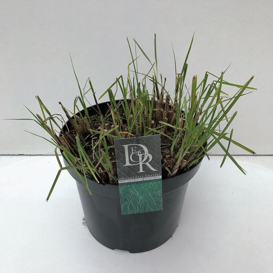 Miscanthus sinensis Gracillimus