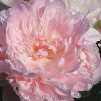 Bujor Peche - Paeonia Lact. 'Peche'