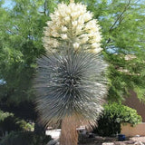 Yucca Albastră - Yucca Rostrata BLUE and BLUE
