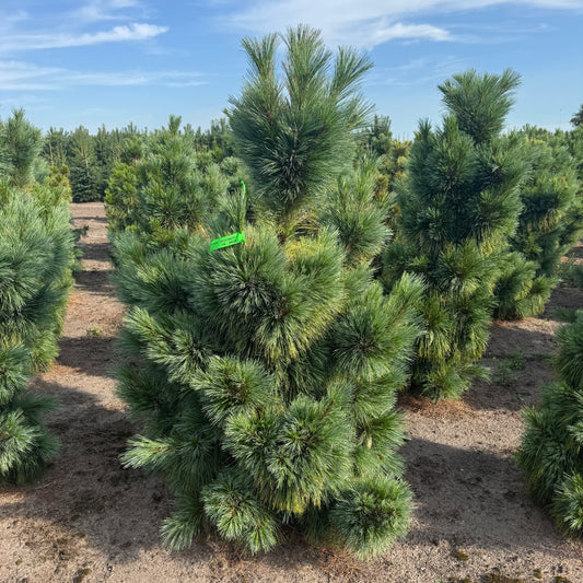 Pinus Schwerinii Wiethorst   -   (Precomanda) - Poze Reale