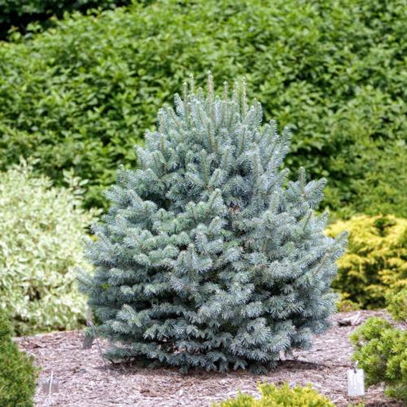 Brad Alpin Compact - Abies Lasiocarpa Compacta